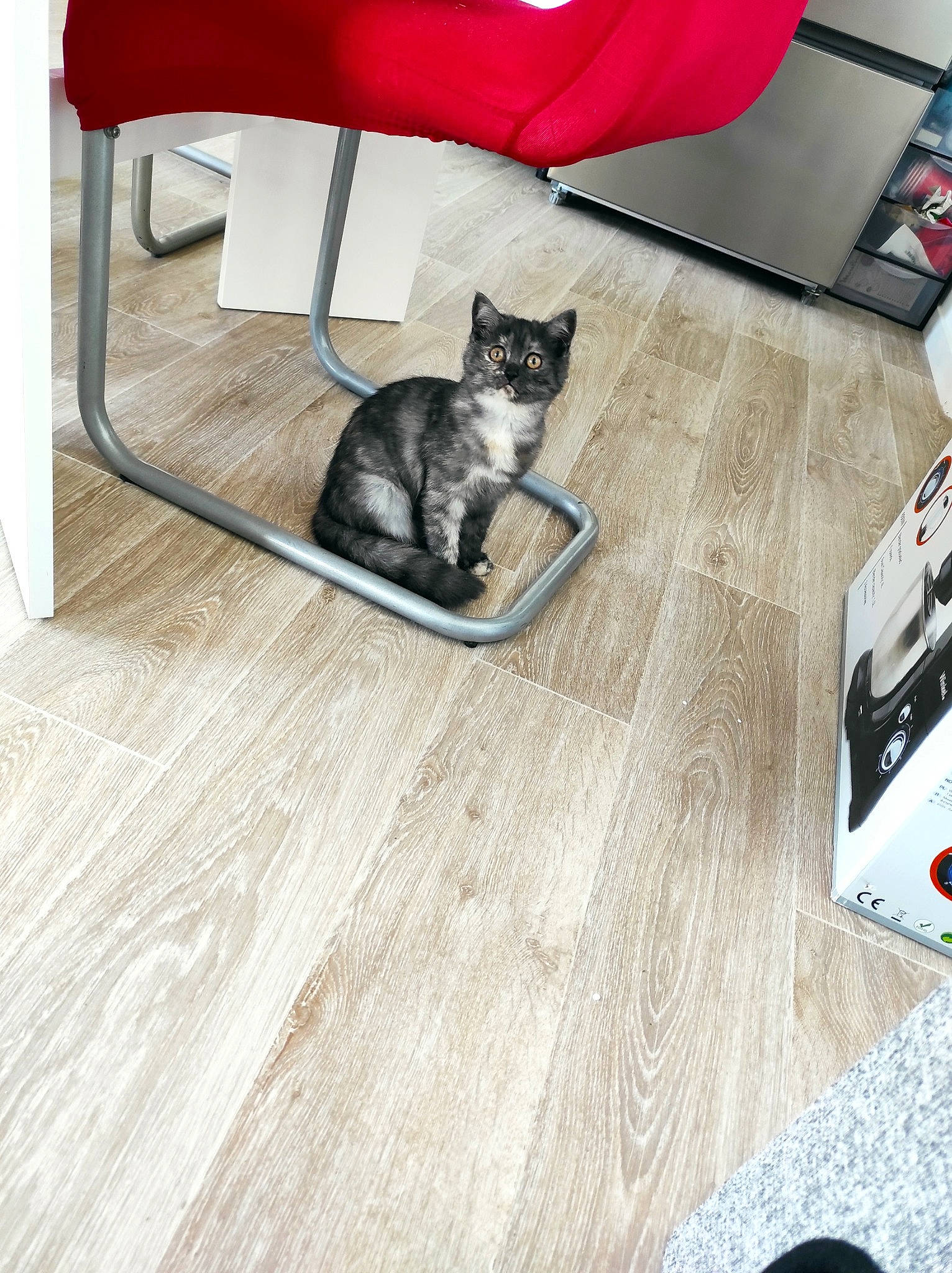 Sushi participe au concours pour gagner de l'argent avec cette photo : carnivore, cat, chair, comfort, felidae, floor, flooring, grey, hardwood, home_appliance, laminate_flooring, outdoor_furniture, room, sitting, small_to_medium_sized_cats, tail, whiskers, wood, wood_flooring, wood_stain