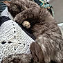 Sushi participe au concours pour gagner de l'argent avec cette photo : cat, sleeping, paw, fur, crocheted_blanket, cozy, gray, pet, domestic_animal, resting, cute, indoor, closeup, feline, relaxed, whiskers, soft, nap, comfort, animal