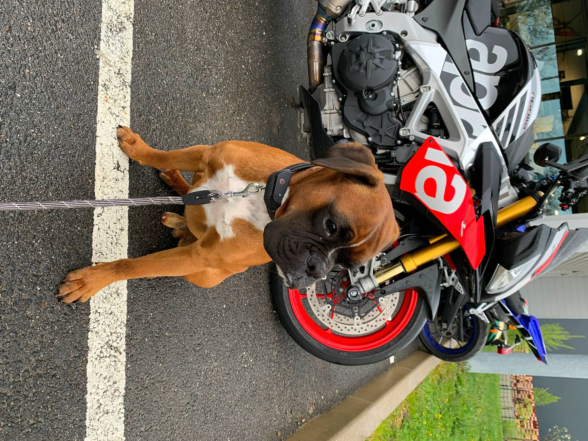 Rio a rejoint le concours — aidez-le/la à gagner de superbes lots ! automotive_design, automotive_exterior, automotive_lighting, automotive_tire, automotive_wheel_system, bicycle_handlebar, carnivore, dog, headlamp, helmet, motor_vehicle, motorcycle, motorcycle_helmet, motorcycling, rim, sports_equipment, sports_gear, tire, vehicle, wheel