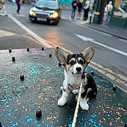 Poppy is registered to the contest to win money with this photo: puppy, dog, corgi, leash, urban, street, car, pedestrians, metal_surface, colorful, ears, sitting, outdoor, daytime, blurred_background, sidewalk, road, traffic, young_dog, cute