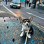 puppy, dog, corgi, leash, urban, street, car, pedestrians, metal_surface, colorful, ears, sitting, outdoor, daytime, blurred_background, sidewalk, road, traffic, young_dog, cute