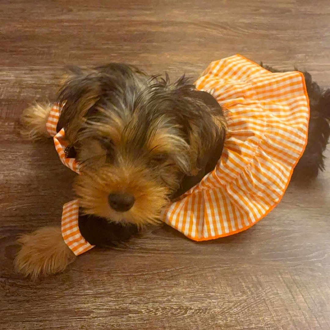 Coco Harris joined the competition — help win amazing prizes! adorable, animal, canine, checkered, clothing, cute, dog, dress, floor, fur, indoor, lying_down, orange, pet, puppy, relaxed, sleepy, small_dog, white, wooden_floor