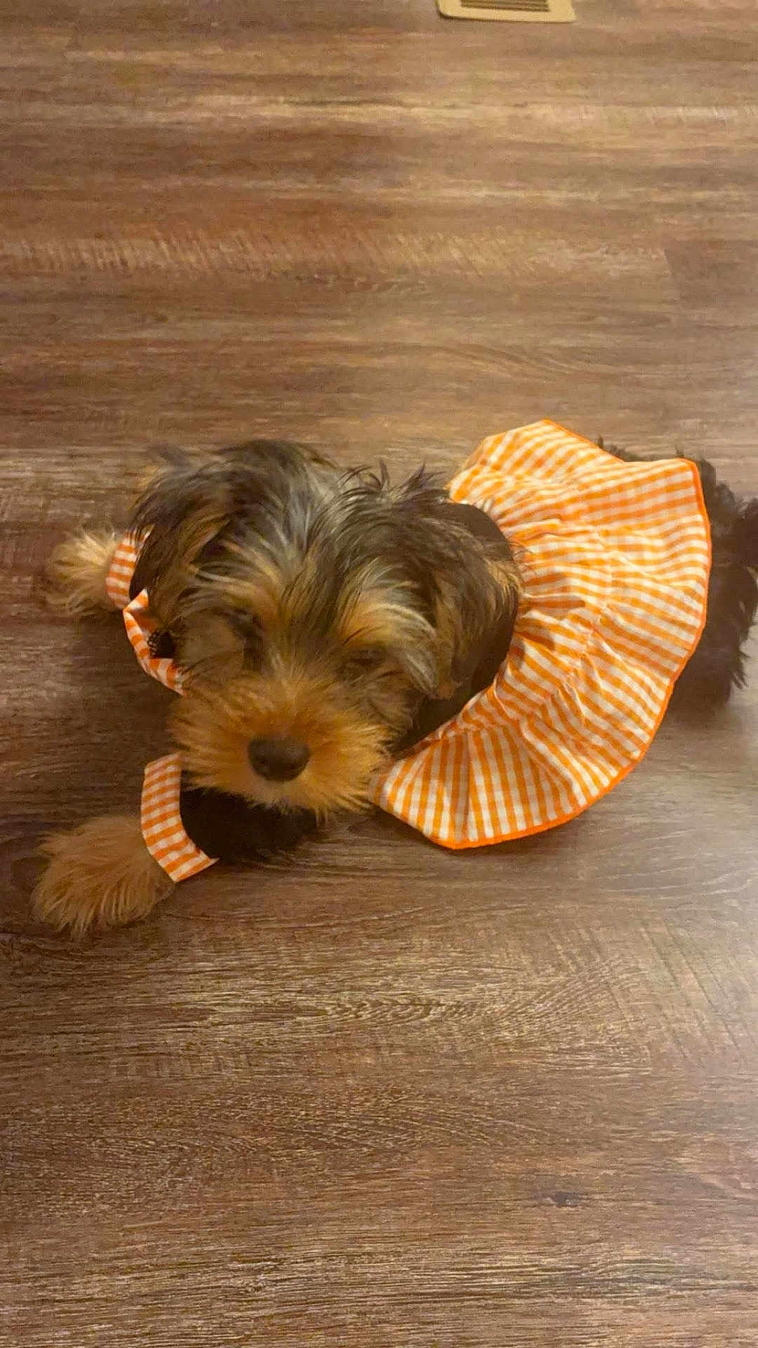 Coco Harris joined the competition — help win amazing prizes! dog, puppy, pet, animal, floor, wooden_floor, clothing, dress, orange, white, checkered, cute, lying_down, indoor, small_dog, fur, adorable, relaxed, sleepy, canine