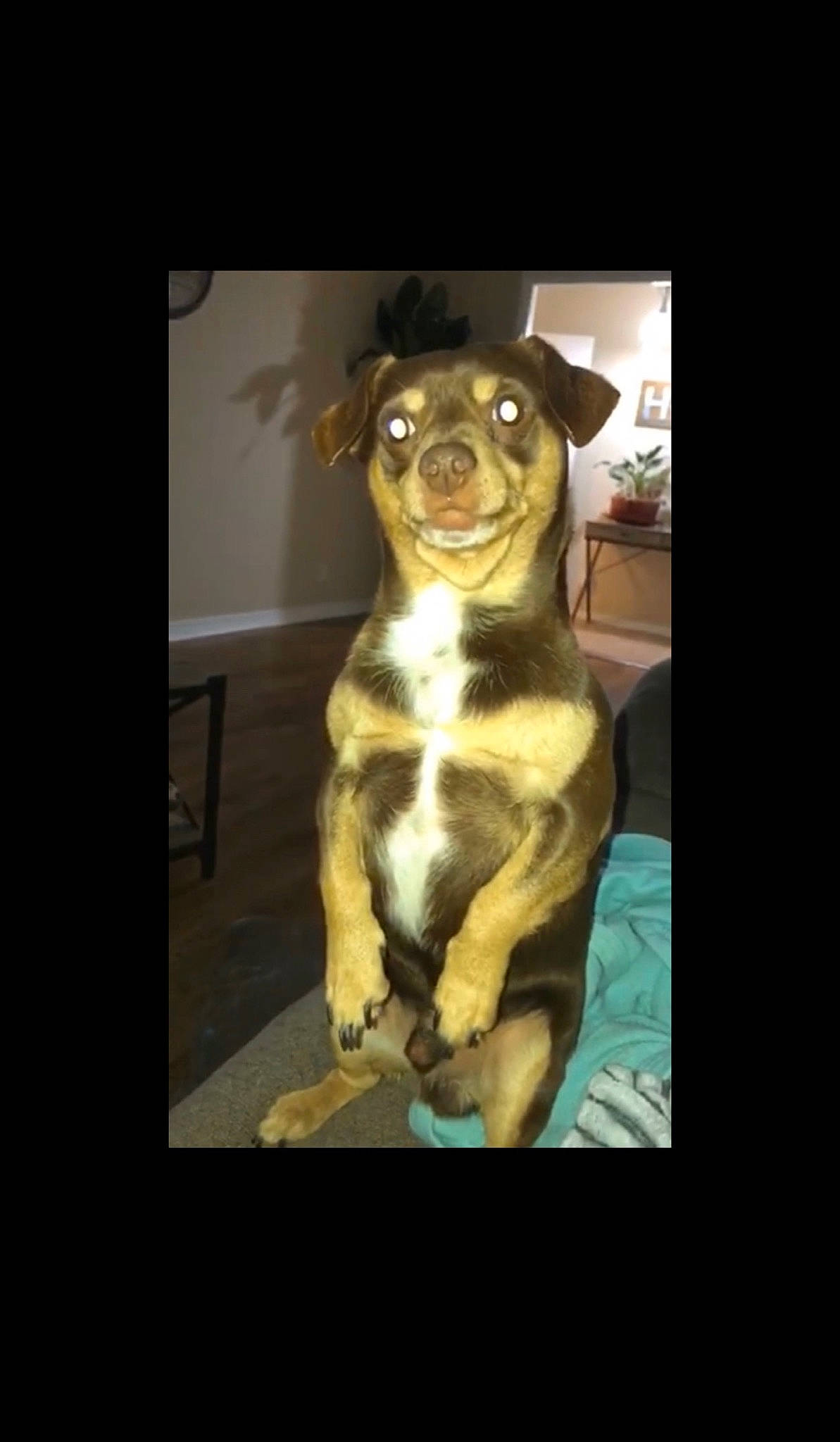 Roscoe joined the competition — help win amazing prizes! american_pit_bull_terrier, boston_terrier, canidae, carnivore, companion_dog, dog, dog_breed, fawn, mammal, non_sporting_group, photo_caption, photography, pit_bull, puppy, selfie, snout, vertebrate