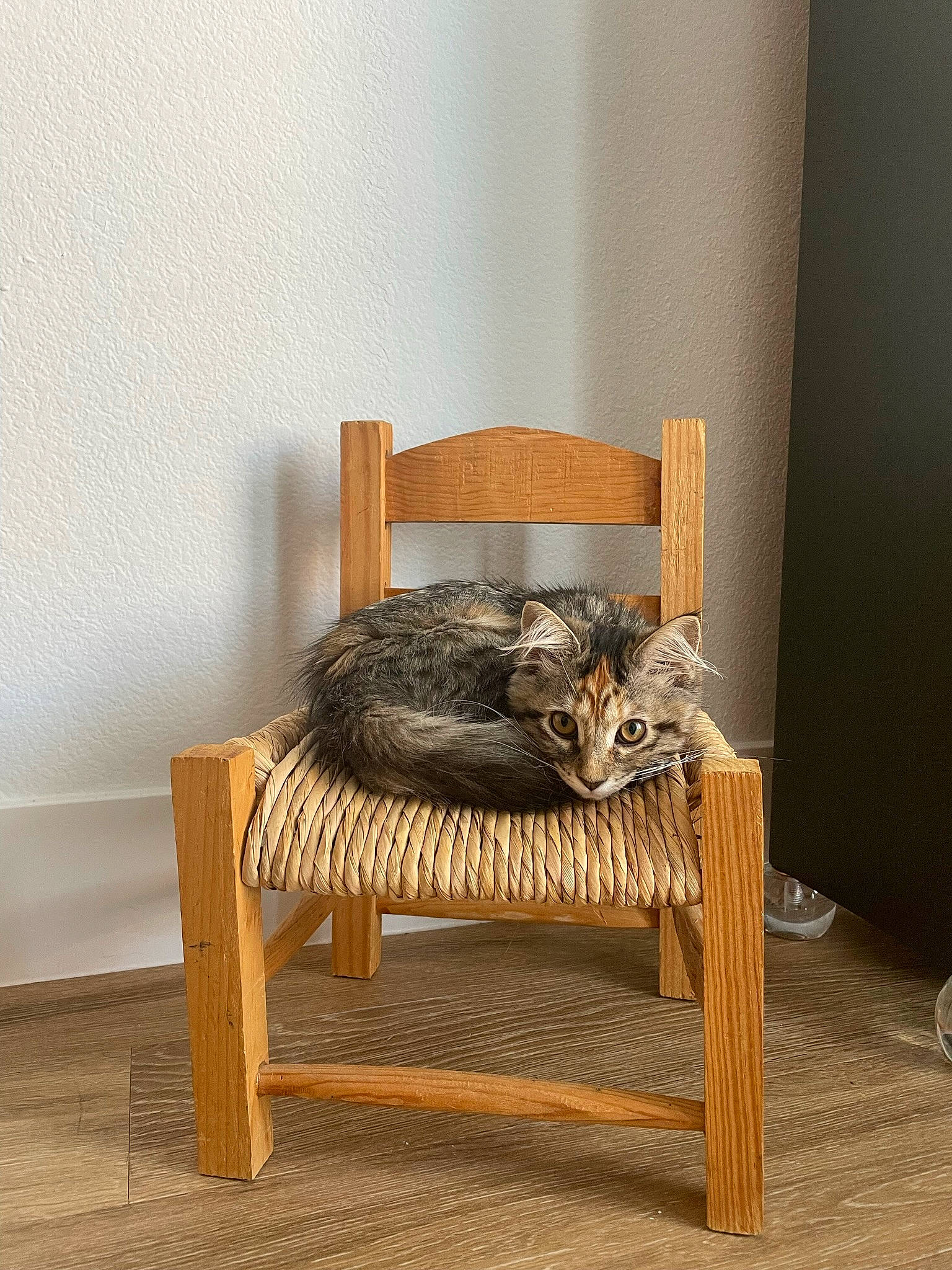 Butter joined the competition — help win amazing prizes! armrest, carnivore, cat, cat_supply, comfort, felidae, floor, flooring, fur, hardwood, interior_design, outdoor_furniture, pet_supply, small_to_medium_sized_cats, tail, terrestrial_animal, whiskers, wicker, wood, wood_stain