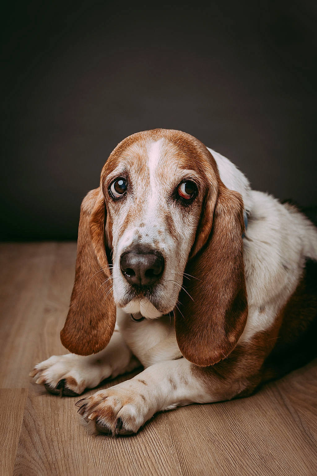 Herbert joined the competition — help win amazing prizes! basset_hound, canidae, carnivore, companion_dog, dog, dog_breed, ear, fawn, hound, hunting_dog, liver, scent_hound, snout, sporting_group, terrestrial_animal, whiskers, wood, working_animal