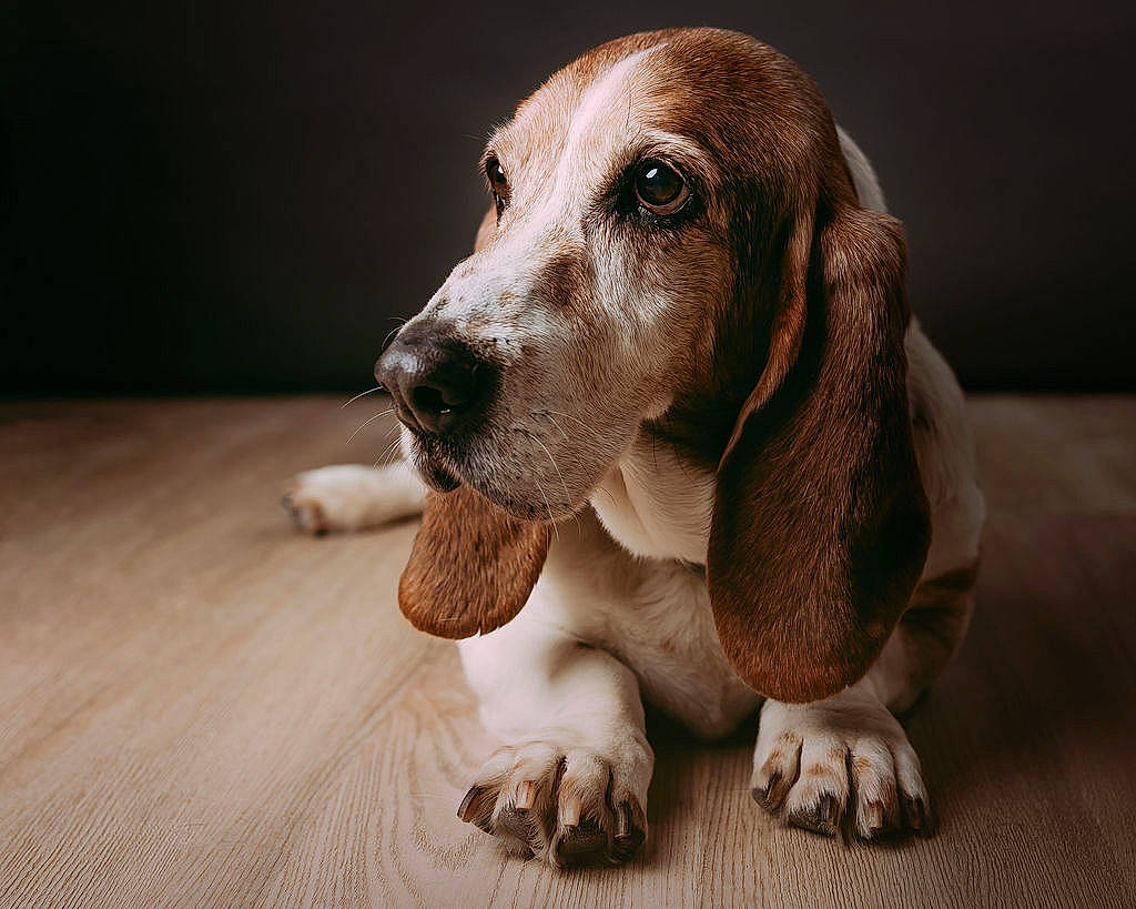 Herbert is registered to the contest to win money with this photo: basset_hound, canidae, carnivore, companion_dog, dog, dog_breed, fawn, flooring, hardwood, hound, hunting_dog, liver, scent_hound, snout, sporting_group, terrestrial_animal, whiskers, wood, working_animal