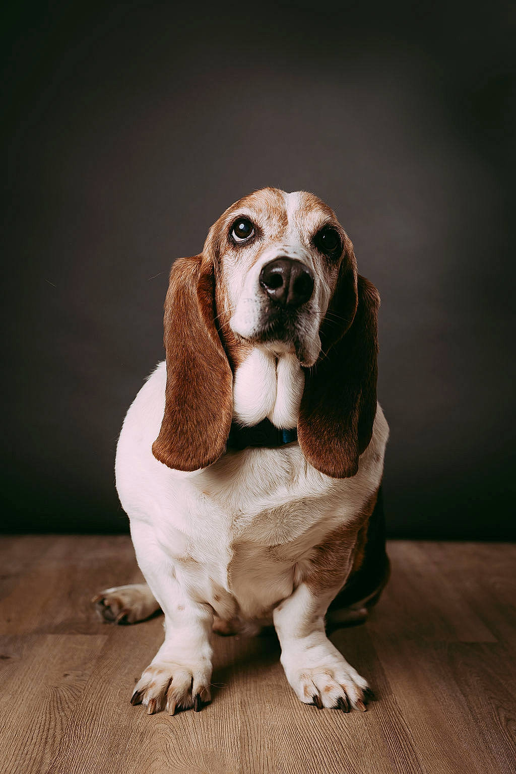 Herbert joined the competition — help win amazing prizes! basset_hound, canidae, carnivore, companion_dog, dog, dog_breed, fawn, fur, hardwood, hound, hunting_dog, liver, scent_hound, snout, sporting_group, terrestrial_animal, toy, whiskers, wood, working_animal