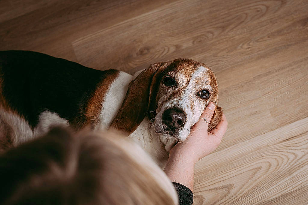 Herbert joined the competition — help win amazing prizes! ball, bored, canidae, carnivore, comfort, companion_dog, dog, dog_breed, ear, fawn, flooring, hardwood, puppy, scent_hound, snout, sporting_group, whiskers, wood, wood_stain, working_animal