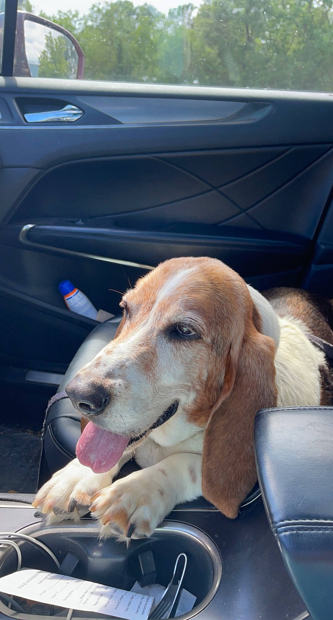 Herbert joined the competition — help win amazing prizes! auto_part, automotive_exterior, carnivore, collar, companion_dog, dog, dog_breed, dog_collar, dog_supply, fawn, leash, motor_vehicle, pet_supply, scent_hound, seat_belt, snout, vehicle, vehicle_door, windshield, working_animal