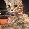 Silvy is registered to the contest to win money with this photo: alert, animal, bandana, cat, close_up, cute, domestic_animal, ears, feline, fluffy, fur, gray_tabby, indoor, looking_away, mammal, nose, pet, portrait, whiskers, wide_eyes