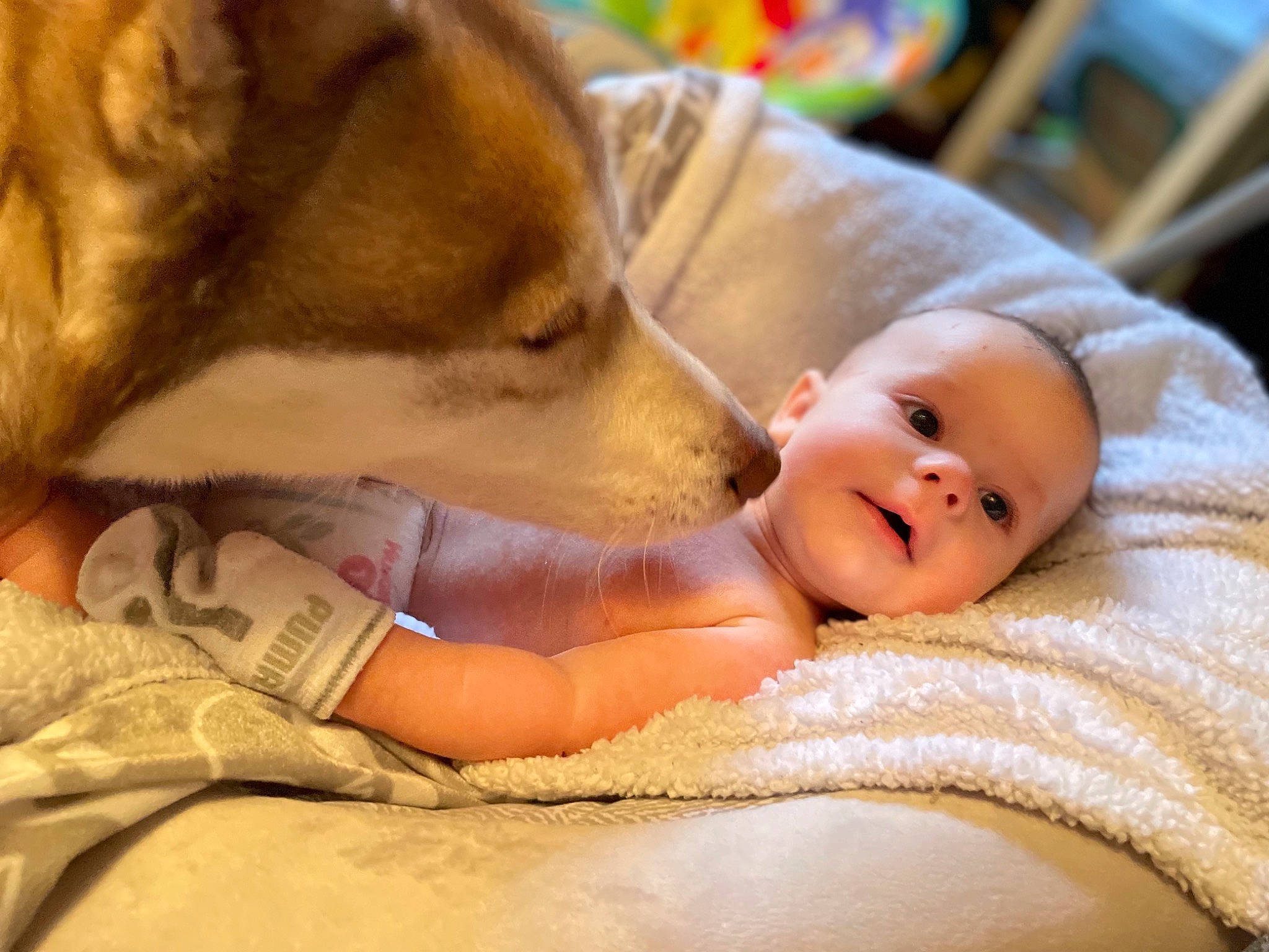 Atlas joined the competition — help win amazing prizes! abdomen, baby, bedtime, canidae, carnivore, child, comfort, companion_dog, dog, dog_breed, ear, fawn, fur, happy, hat, linens, mouth, person, skin, smile