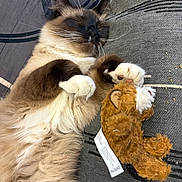 George joined the competition — help win amazing prizes! cat, sleeping, fluffy, toy, teddy_bear, paws, couch, relaxation, pet, fur, whiskers, indoor, cozy, nap, animal, domestic_cat, cute, resting, feline, soft