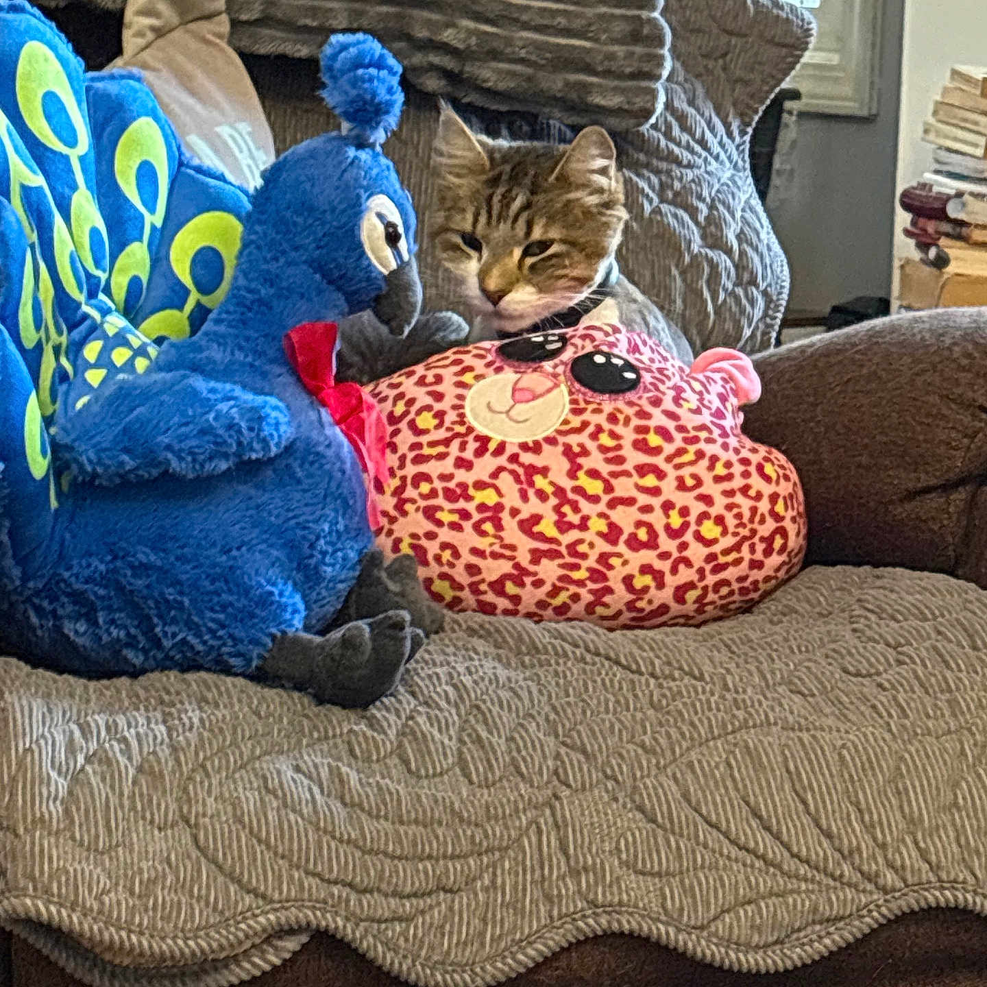 Luke is registered to the contest to win money with this photo: cat, tabby_cat, plush_toy, peacock_toy, pink_pillow, leopard_print, couch, quilt, cushion, indoor, window, plant, stacked_books, brown_furniture, soft_texture, pet, cozy, relaxing, animal, feline