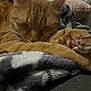 Ratchet Mike joined the competition — help win amazing prizes! cat, ginger_cat, sleeping, paw, pink_paw_pads, blanket, cozy, furry, close_up, indoor, resting, cute, pet, animal, fur, whiskers, relaxed, soft_texture, snuggled, domestic_cat