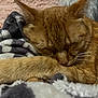 Ratchet Mike is registered to the contest to win money with this photo: cat, ginger_cat, sleeping, paw, close_up, blanket, cozy, fur, whiskers, pet, domestic_animal, resting, cute, indoor, feline, soft_texture, relaxed, animal, nap, comfort