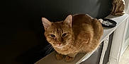 Ratchet Mike is registered to the contest to win money with this photo: cat, ginger_cat, shelf, interior, decor, mirror, golden_statue, wooden_floor, dark_wall, pet, feline, home, cozy, animal, resting, indoor, furniture, ornate, quiet, cute