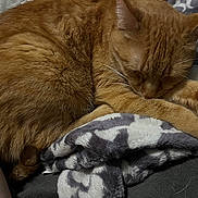 Ratchet Mike joined the competition — help win amazing prizes! cat, orange_tabby, sleeping, blanket, soft_texture, cozy, resting, paw, fur, animal, indoor, close_up, pet, relaxation, comfort, human_arm, pattern, warm, cute, domestic