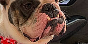Henry Blue is registered to the contest to win money with this photo: bulldog, dog, pet, animal, car_interior, bandana, red_bandana, close_up, portrait, seat, window, door_handle, fur, snout, teeth, ears, brown_spots, white_fur, indoor, cute