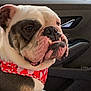 bulldog, dog, pet, animal, car_interior, bandana, red_bandana, close_up, portrait, seat, window, door_handle, fur, snout, teeth, ears, brown_spots, white_fur, indoor, cute