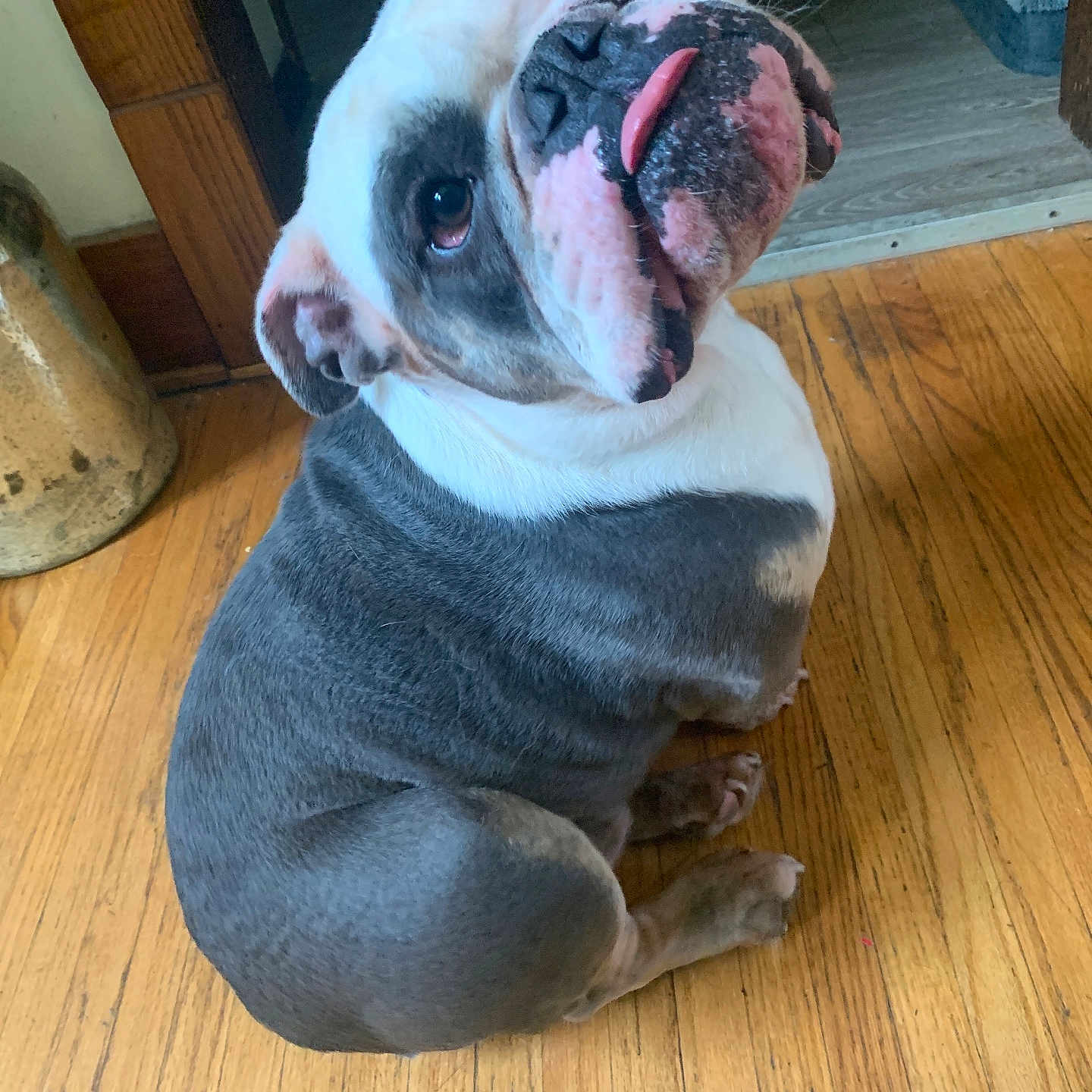 Henry Blue joined the competition — help win amazing prizes! animal, bulldog, companion, cute, dog, domestic_animal, ears, face, floor, fur, home, indoor, looking_back, mammal, nose, paw, pet, sitting, tongue_out, wooden_floor