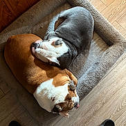 Henry Blue joined the competition — help win amazing prizes! bulldog, dog, pet, sleeping, dog_bed, brown, white, gray, wooden_floor, indoor, cozy, resting, animal, snuggling, flooring, footwear, black_sandal, paw, cute, companion