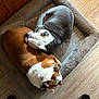 bulldog, dog, pet, sleeping, dog_bed, brown, white, gray, wooden_floor, indoor, cozy, resting, animal, snuggling, flooring, footwear, black_sandal, paw, cute, companion