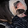 bulldog, dog, pet, animal, close_up, sleepy, tongue_out, blanket, pattern, indoor, fur, white, black, brown, ears, face, nostrils, paws, resting, cute