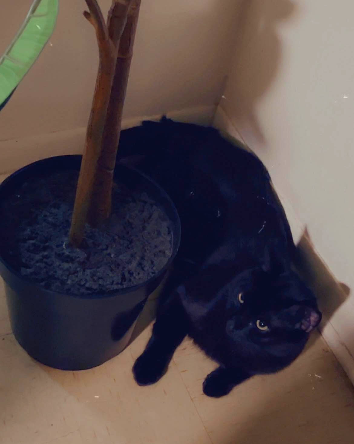 Kowa is registered to the contest to win money with this photo: animal_feed, black_cat, bombay, carnivore, cat, cat_food, cat_supply, domestic_short_haired_cat, electric_blue, felidae, flowerpot, fur, houseplant, pet_food, pet_supply, plant, small_to_medium_sized_cats, tail, terrestrial_plant, whiskers