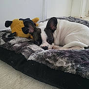 Callie a rejoint le concours — aidez-le/la à gagner de superbes lots ! dog, puppy, pet, bed, plush_toy, indoor, floor, white_wall, door, cozy, curled_up, resting, ears, cute, animal, small_dog, fur, looking, quiet, soft_bed