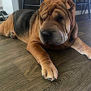 Lady Almond Joy joined the competition — help win amazing prizes! dog, shar_pei, pet, lying_down, sleepy, indoor, wooden_floor, paw, fur, animal, canine, resting, domestic_animal, brown_fur, black_fur, quiet, calm, cute, companion, house