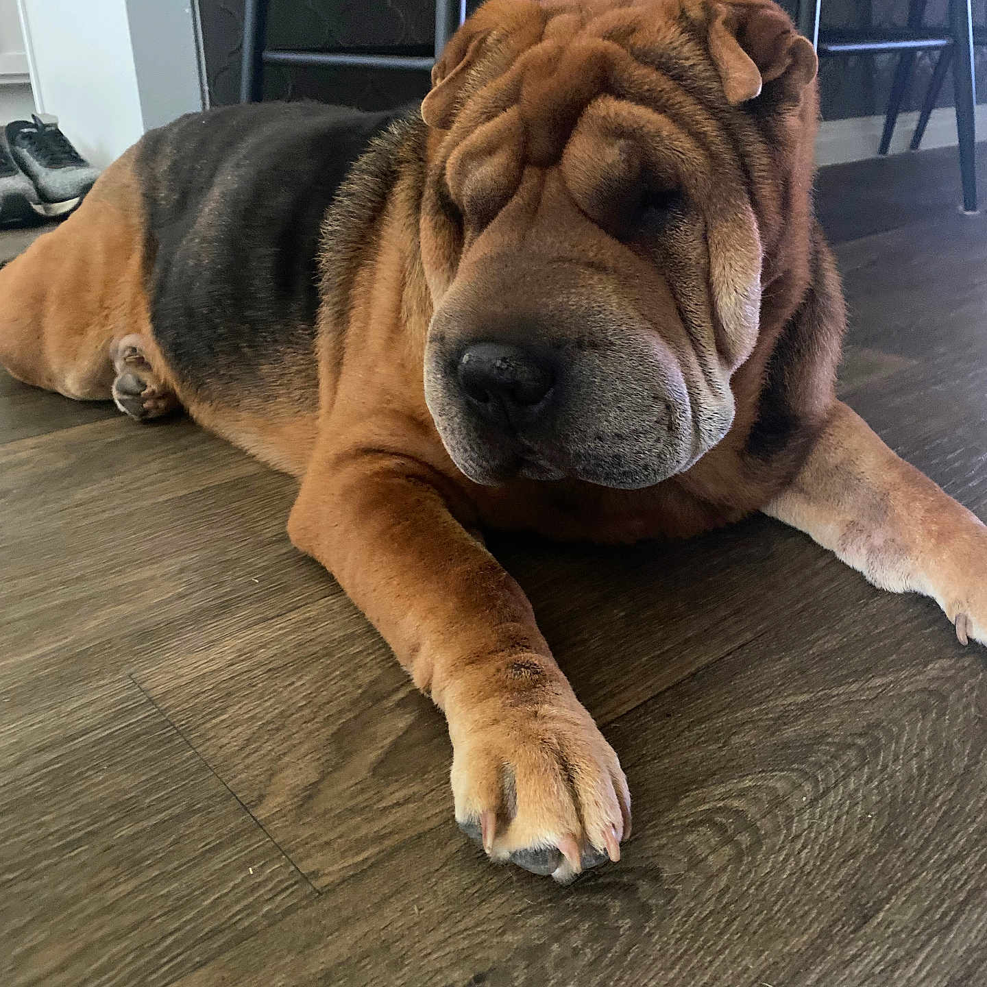 Lady Almond Joy joined the competition — help win amazing prizes! animal, black_fur, brown_fur, calm, canine, companion, cute, dog, domestic_animal, fur, house, indoor, lying_down, paw, pet, quiet, resting, shar_pei, sleepy, wooden_floor