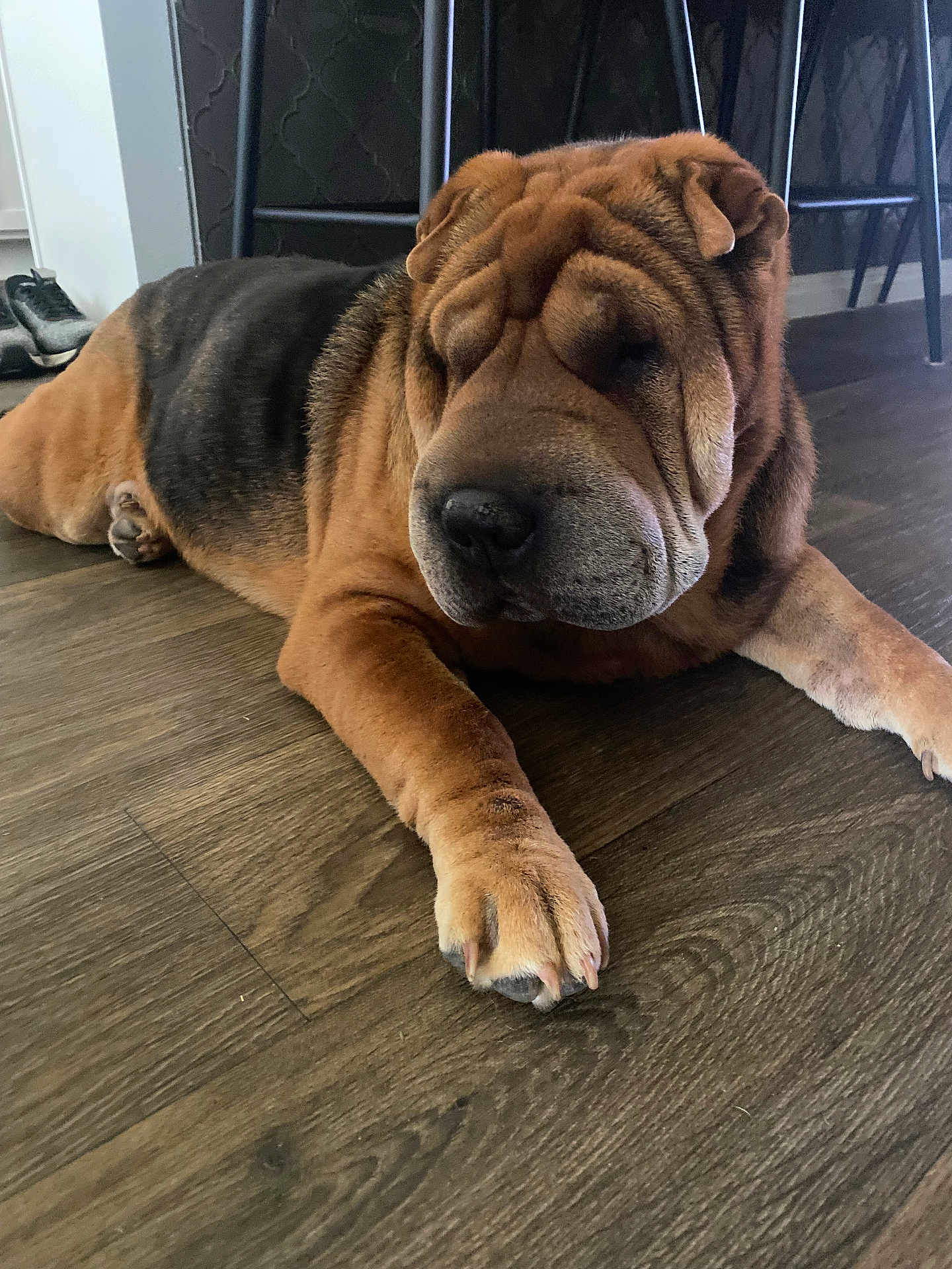 Lady Almond Joy joined the competition — help win amazing prizes! dog, shar_pei, pet, lying_down, sleepy, indoor, wooden_floor, paw, fur, animal, canine, resting, domestic_animal, brown_fur, black_fur, quiet, calm, cute, companion, house