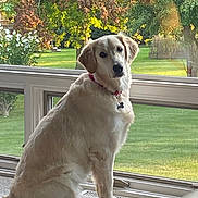 Rosie is registered to the contest to win money with this photo: dog, golden_retriever, pet, indoor, window, garden, greenery, tree, flower, carpet, collar, natural_light, sitting, looking, calm, domestic, animal, fur, house, daylight