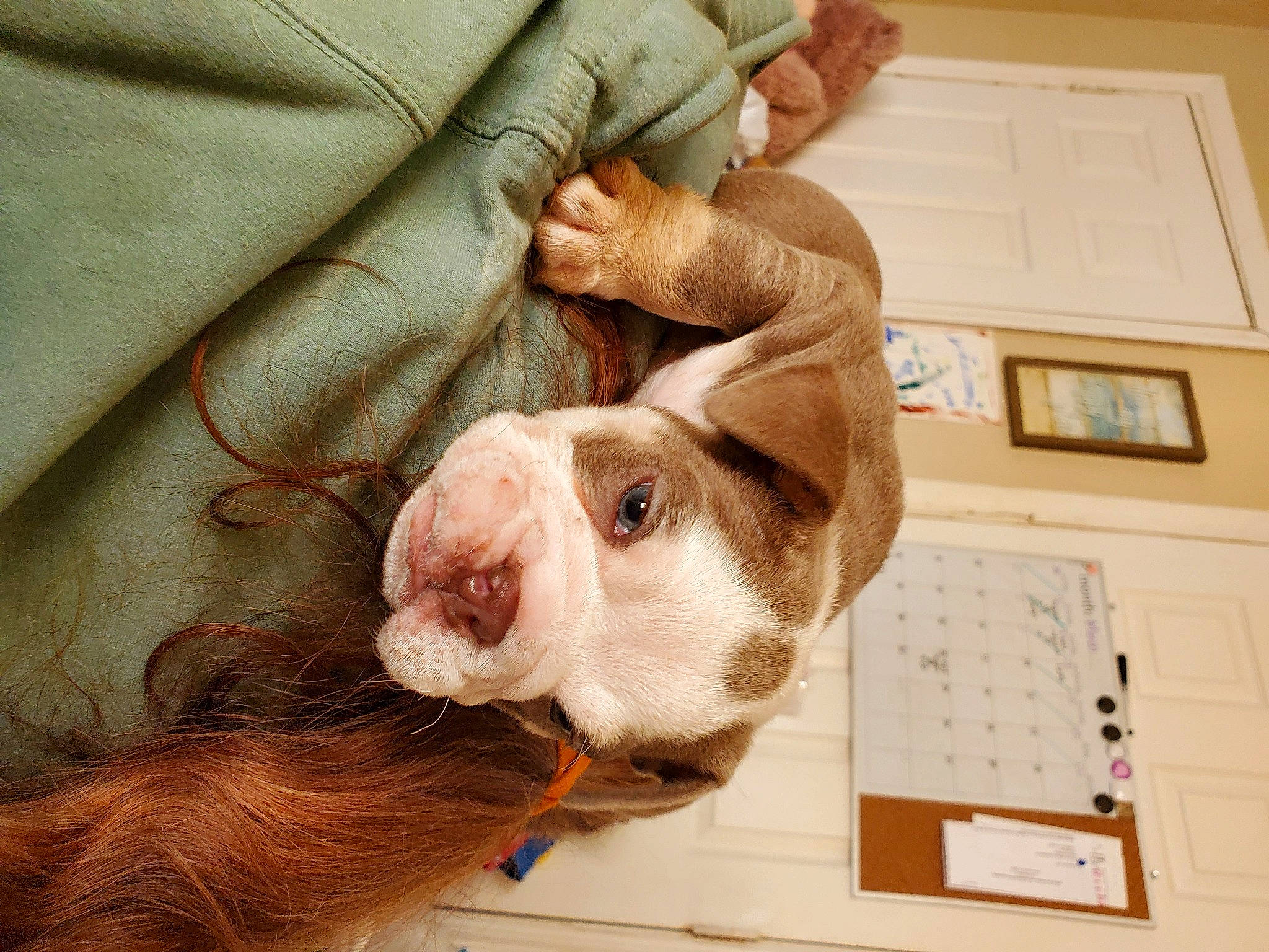 Apollo is registered to the contest to win money with this photo: canidae, carnivore, comfort, companion_dog, dog, dog_breed, ear, fawn, felidae, fur, gesture, guinea_pig, liver, rabbit, small_to_medium_sized_cats, snout, sporting_group, tail, whiskers, working_animal