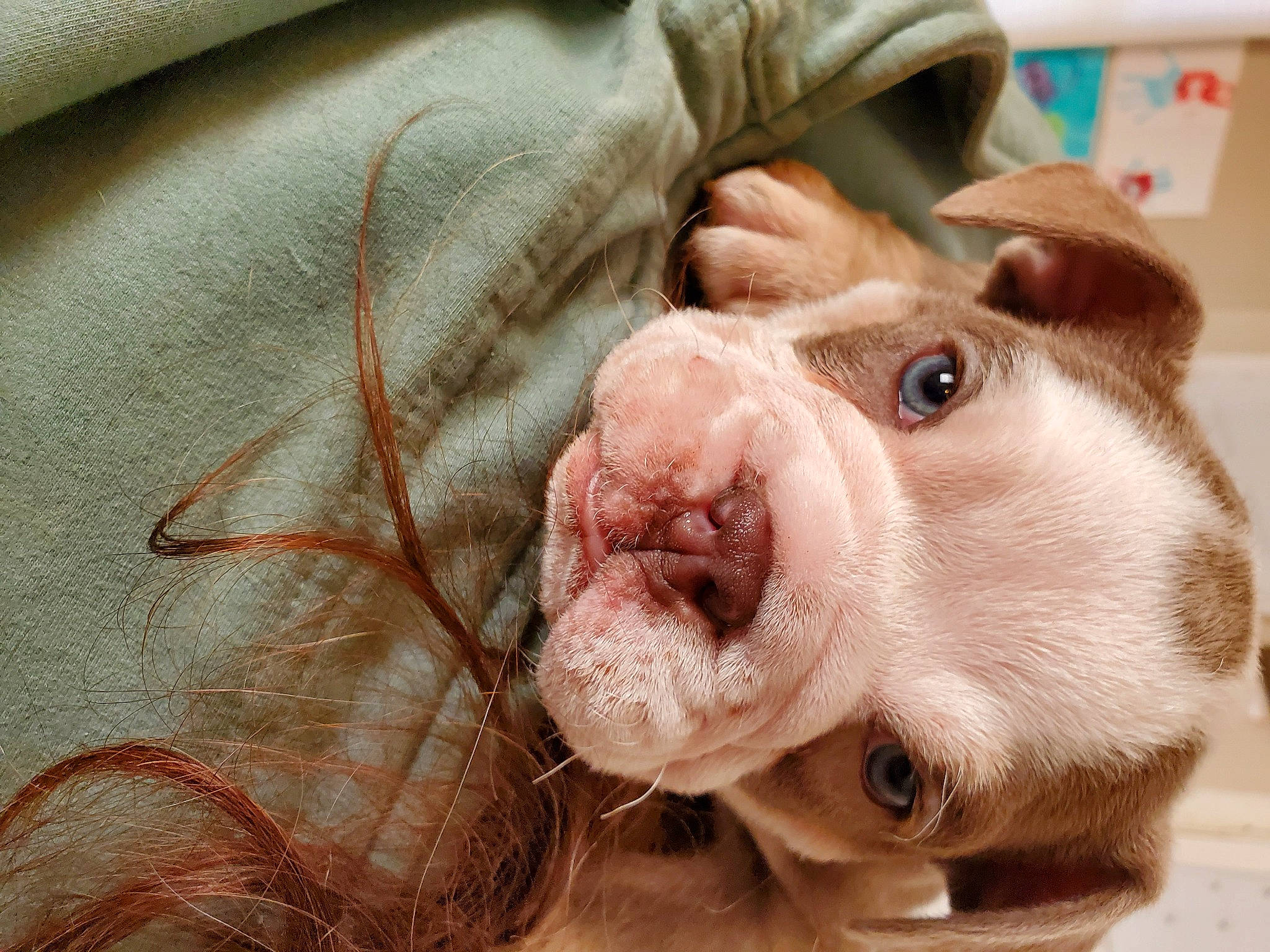 Apollo is registered to the contest to win money with this photo: carnivore, close_up, collar, companion_dog, dog, dog_breed, ear, eyelash, fawn, fur, jaw, liver, snout, sporting_group, stuffed_toy, terrestrial_animal, toy, whiskers, working_animal, wrinkle