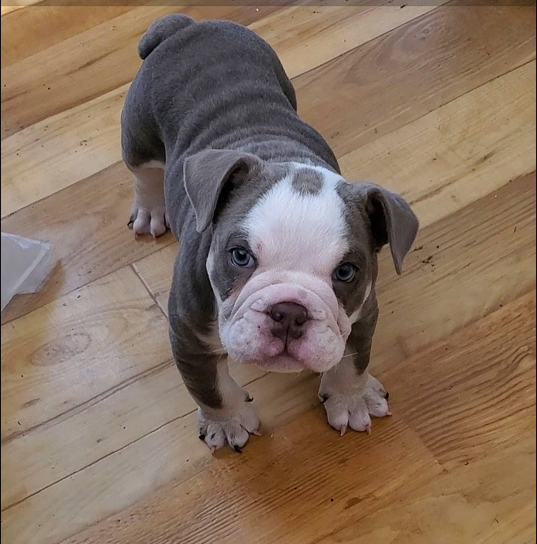 Apollo is registered to the contest to win money with this photo: canidae, carnivore, companion_dog, dog, dog_breed, fawn, floor, flooring, fur, hardwood, laminate_flooring, paw, plank, snout, sporting_group, varnish, wood, wood_flooring, wood_stain, working_animal