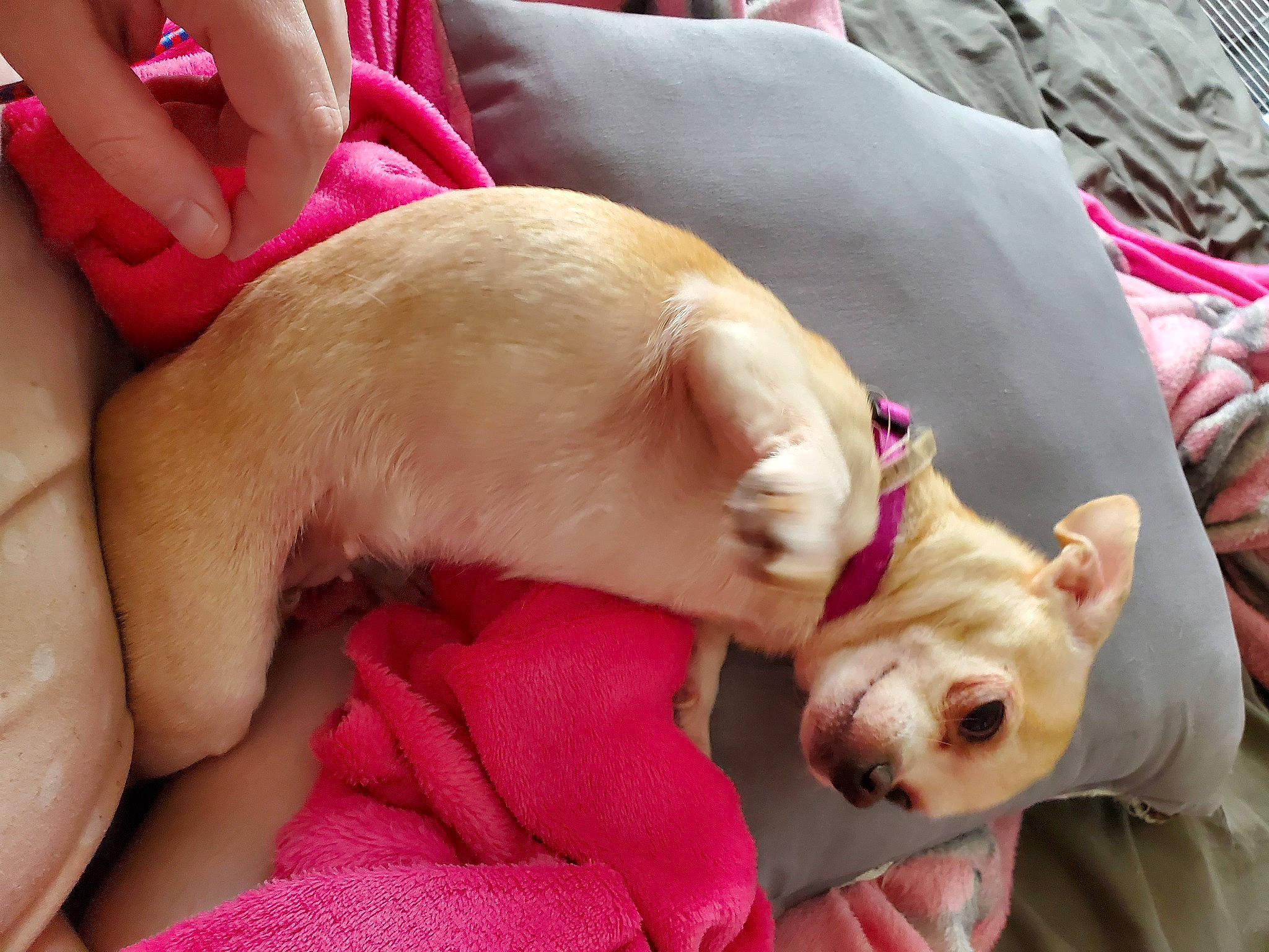 Blondee joined the competition — help win amazing prizes! canidae, carnivore, comfort, companion_dog, dog, dog_breed, ear, fawn, fur, mammal, nail, paw, pink, skin, snout, sporting_group, toy_dog, vertebrate, whiskers, working_animal