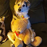 Maggie joined the competition — help win amazing prizes! dog, teddy_bear, plush_toy, couch, indoor, pet, furry, sitting, cozy, comfort, animal, cute, domestic_animal, soft, home, living_room, toy, brown, white, relaxed