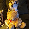 dog, teddy_bear, plush_toy, couch, indoor, pet, furry, sitting, cozy, comfort, animal, cute, domestic_animal, soft, home, living_room, toy, brown, white, relaxed