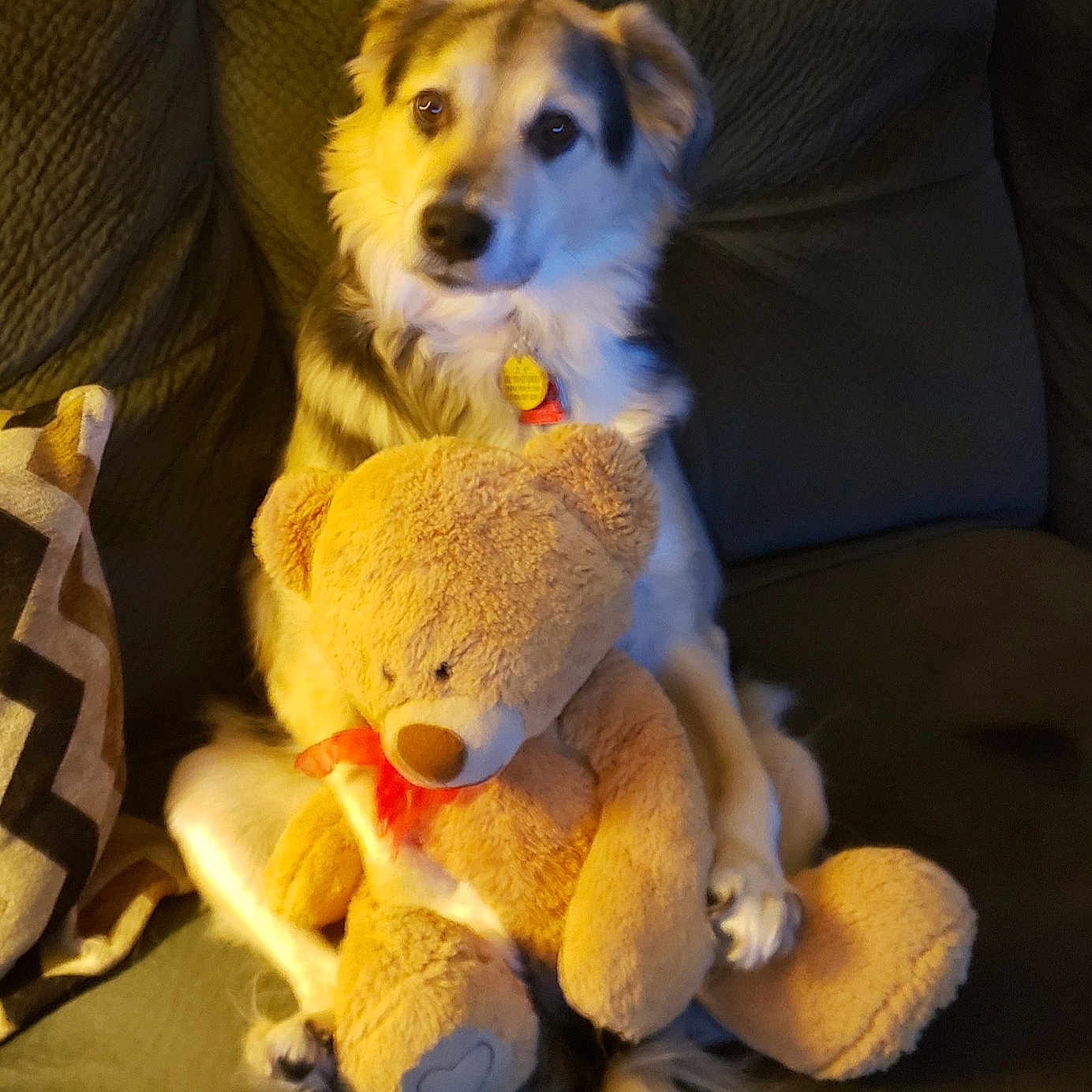 Maggie joined the competition — help win amazing prizes! dog, teddy_bear, plush_toy, couch, indoor, pet, furry, sitting, cozy, comfort, animal, cute, domestic_animal, soft, home, living_room, toy, brown, white, relaxed