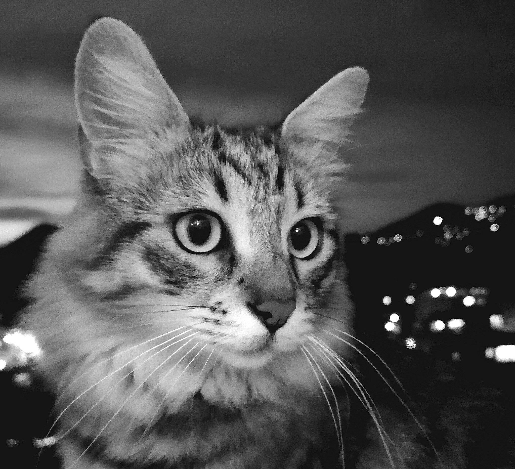 Mitchoo a rejoint le concours — aidez-le/la à gagner de superbes lots ! art, black_and_white, carnivore, cat, darkness, domestic_short_haired_cat, felidae, flash_photography, fur, grass, iris, monochrome, monochrome_photography, small_to_medium_sized_cats, snout, stock_photography, style, terrestrial_animal, whiskers, wildlife