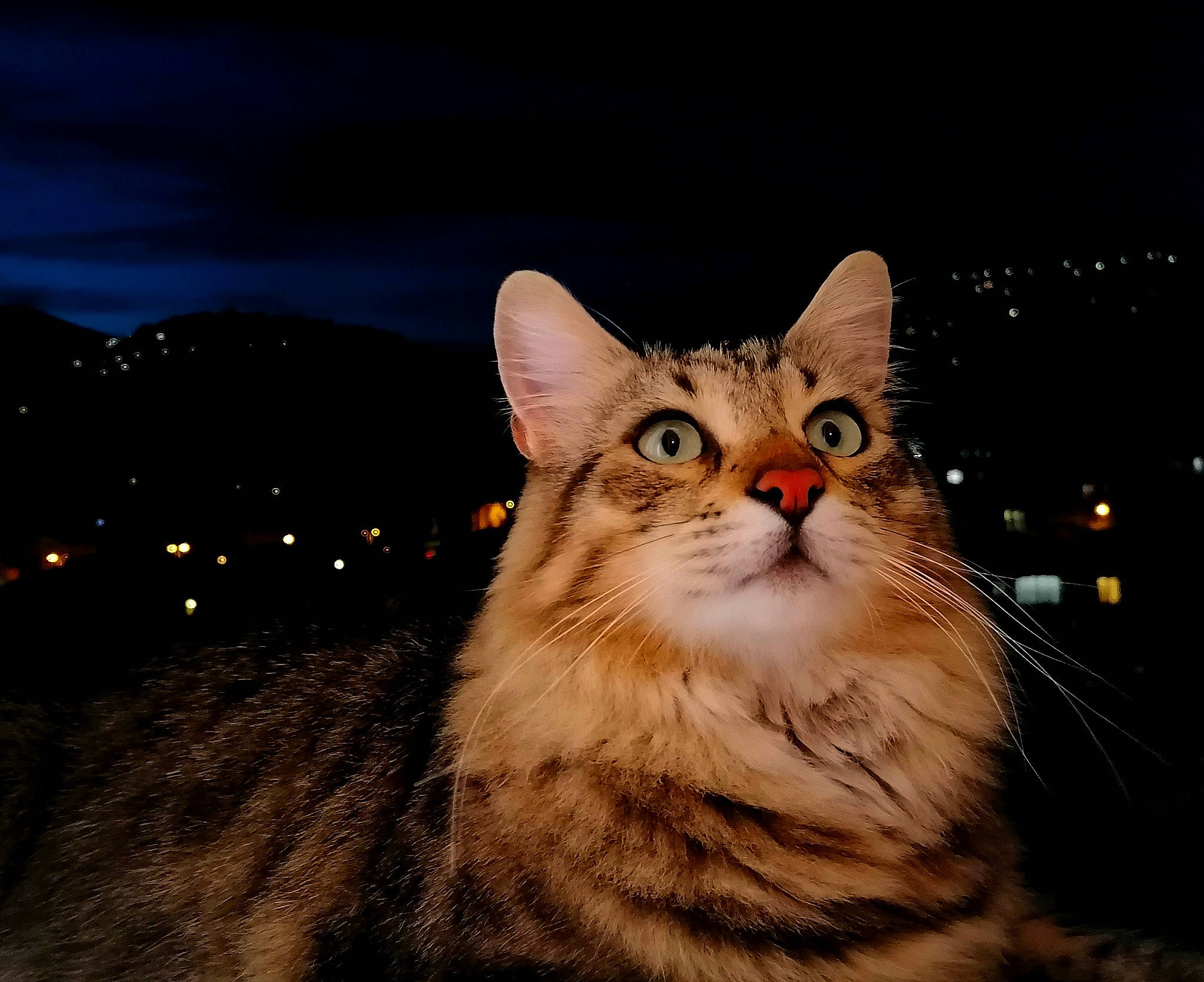 Mitchoo a rejoint le concours — aidez-le/la à gagner de superbes lots ! carnivore, cat, darkness, domestic_short_haired_cat, event, felidae, fur, grass, midnight, night, paw, sky, small_to_medium_sized_cats, snout, tail, terrestrial_animal, tree, whiskers, window, wood