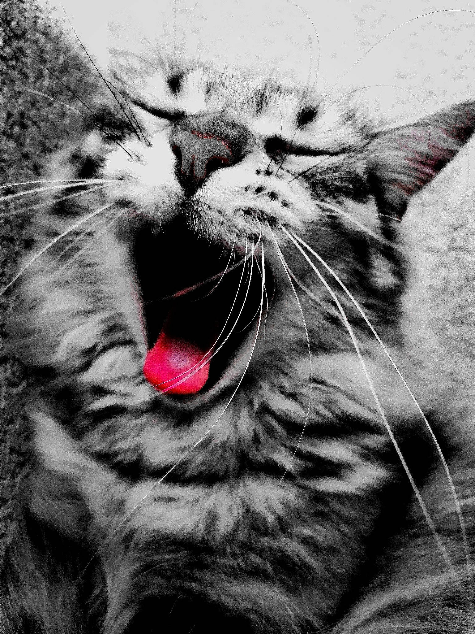 Mitchoo a rejoint le concours — aidez-le/la à gagner de superbes lots ! carnivore, cat, close_up, domestic_short_haired_cat, fang, felidae, gesture, grass, jaw, monochrome, monochrome_photography, organism, paw, roar, small_to_medium_sized_cats, snout, style, tooth, whiskers, yawn