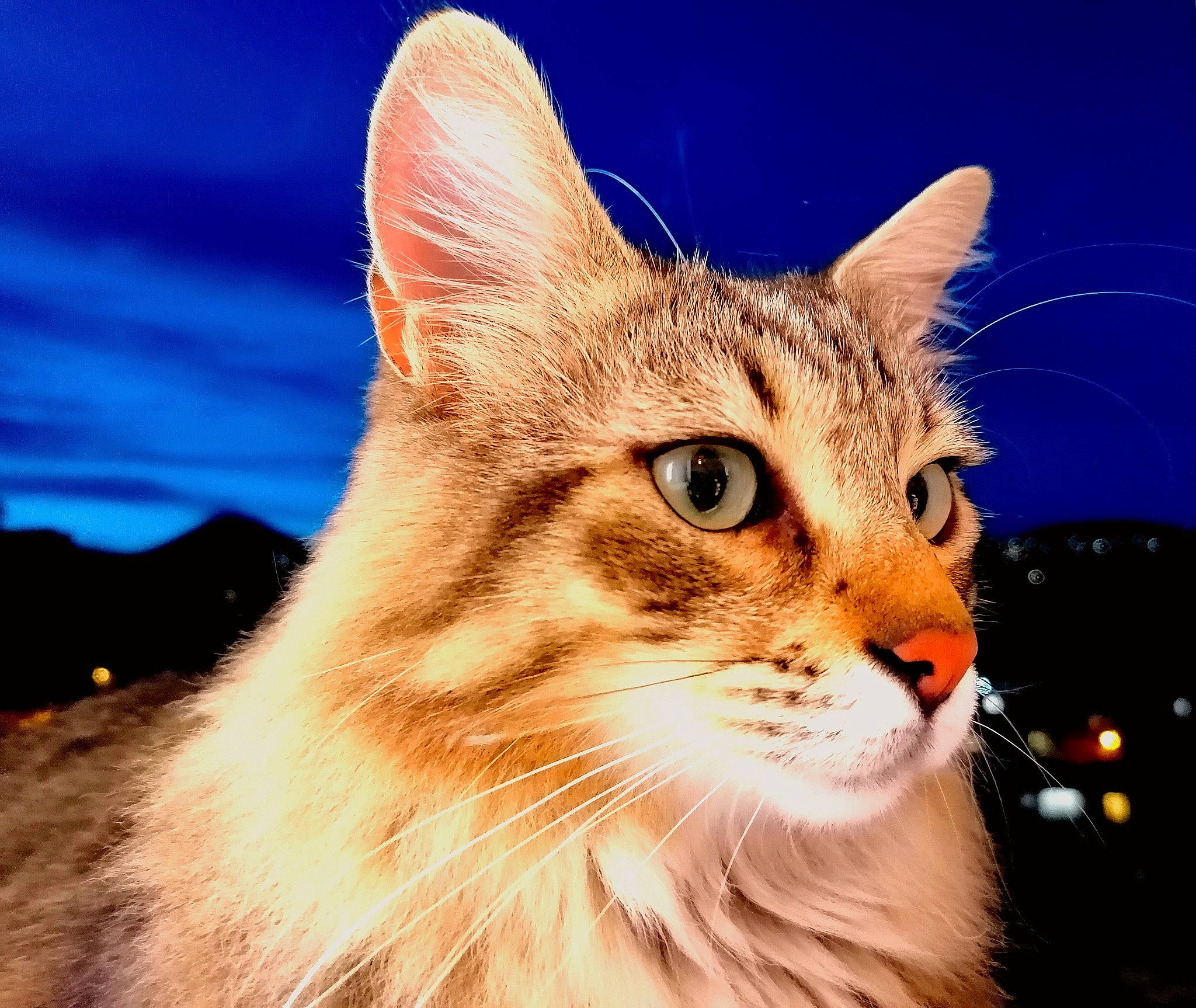 Mitchoo participe au concours pour gagner de l'argent avec cette photo : carnivore, cat, close_up, domestic_short_haired_cat, electric_blue, fawn, felidae, fur, grass, iris, paw, plant, sky, small_to_medium_sized_cats, snout, whiskers, wildlife, window