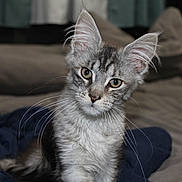 Mira joined the competition — help win amazing prizes! cat, kitten, gray_tabby, ears, whiskers, green_eyes, pet, feline, curious, head_tilt, bed, blanket, indoor, fur, close_up, young_animal, domestic_animal, cute, portrait, cozy