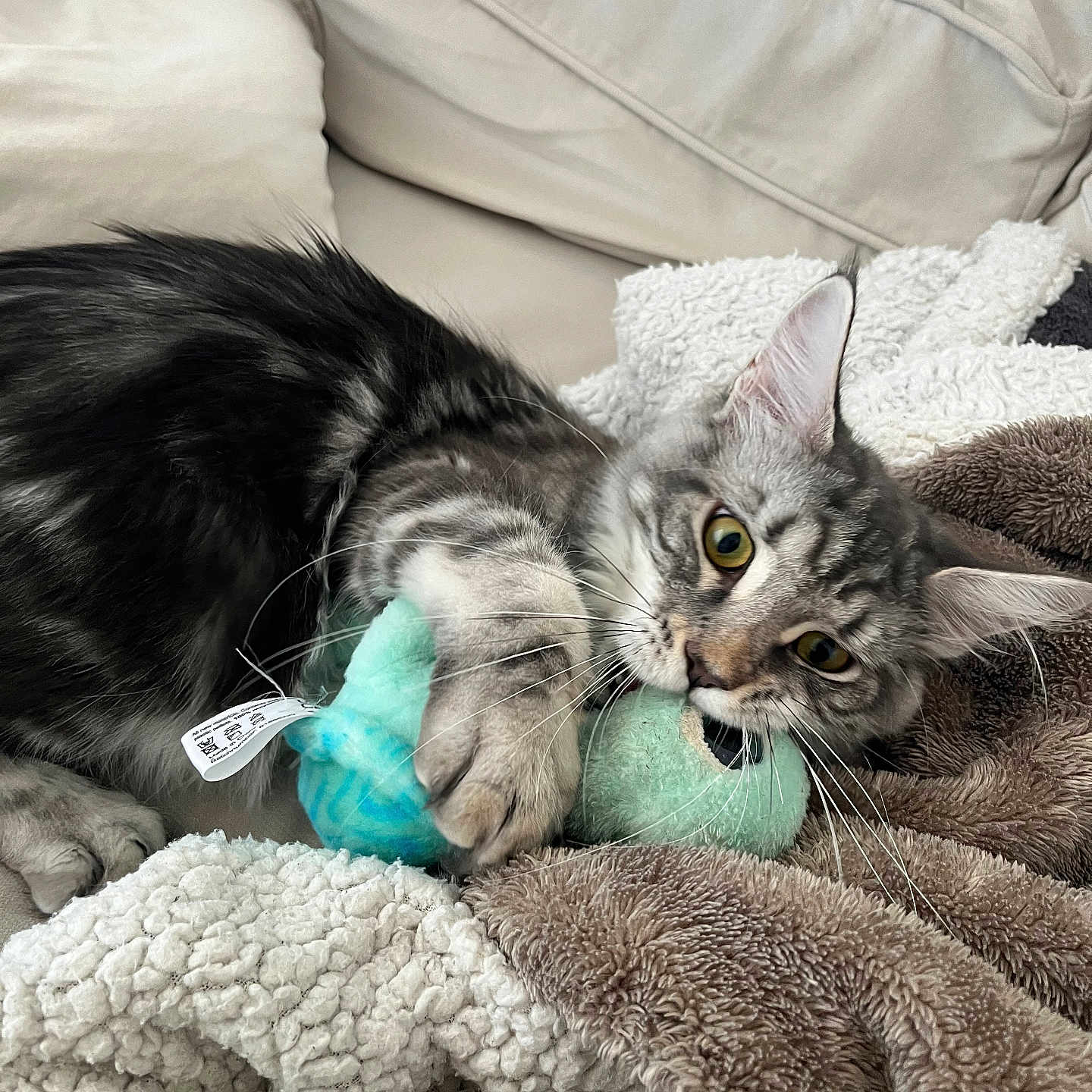 Yzma