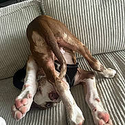 Thor participe au concours pour gagner de l'argent avec cette photo : dog, puppy, upside_down, playful, couch, indoor, paws, tail, fur, brown, white, pet, relaxing, animal, cute, canine, stretching, funny_pose, cozy, house