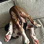 dog, puppy, upside_down, playful, couch, indoor, paws, tail, fur, brown, white, pet, relaxing, animal, cute, canine, stretching, funny_pose, cozy, house
