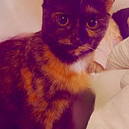 Kitty B joined the competition — help win amazing prizes! cat, tortoiseshell_cat, pet, animal, feline, portrait, closeup, sitting, bed, bedding, indoors, home, warm_lighting, purple_tint, wide_eyes, pointed_ears, whiskers, fur, cute, relaxed